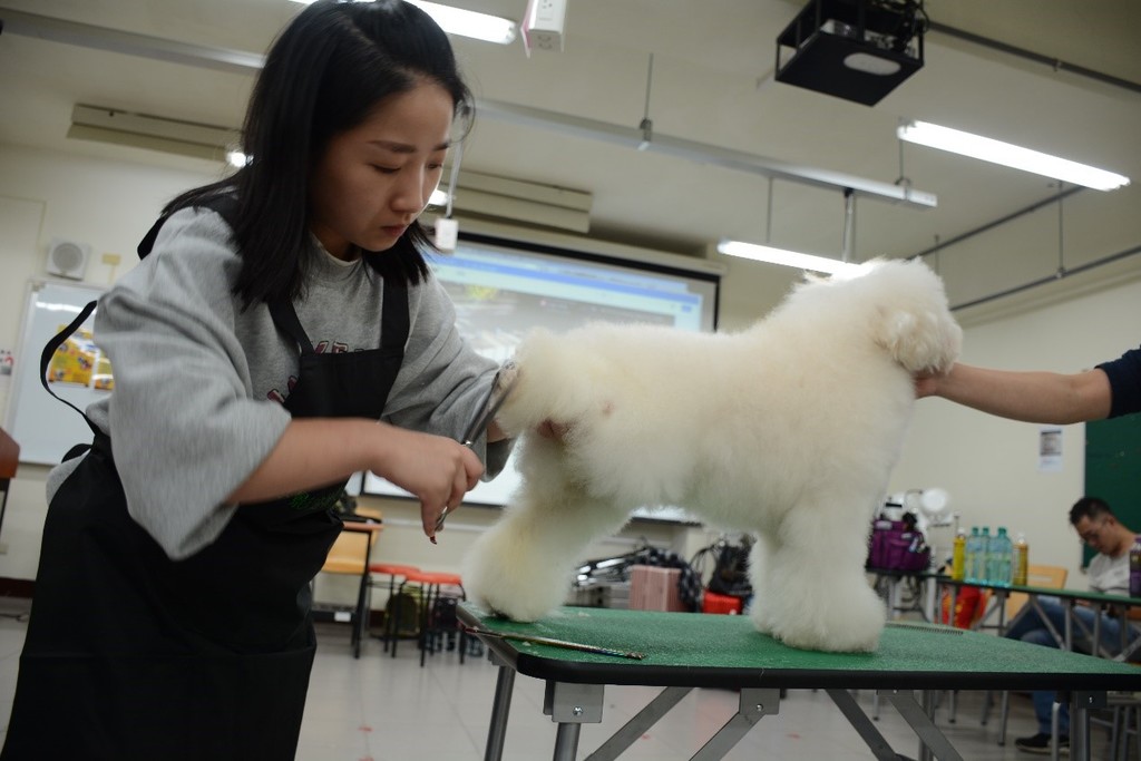 王倩影老師示範犬隻後腳的剪毛技巧