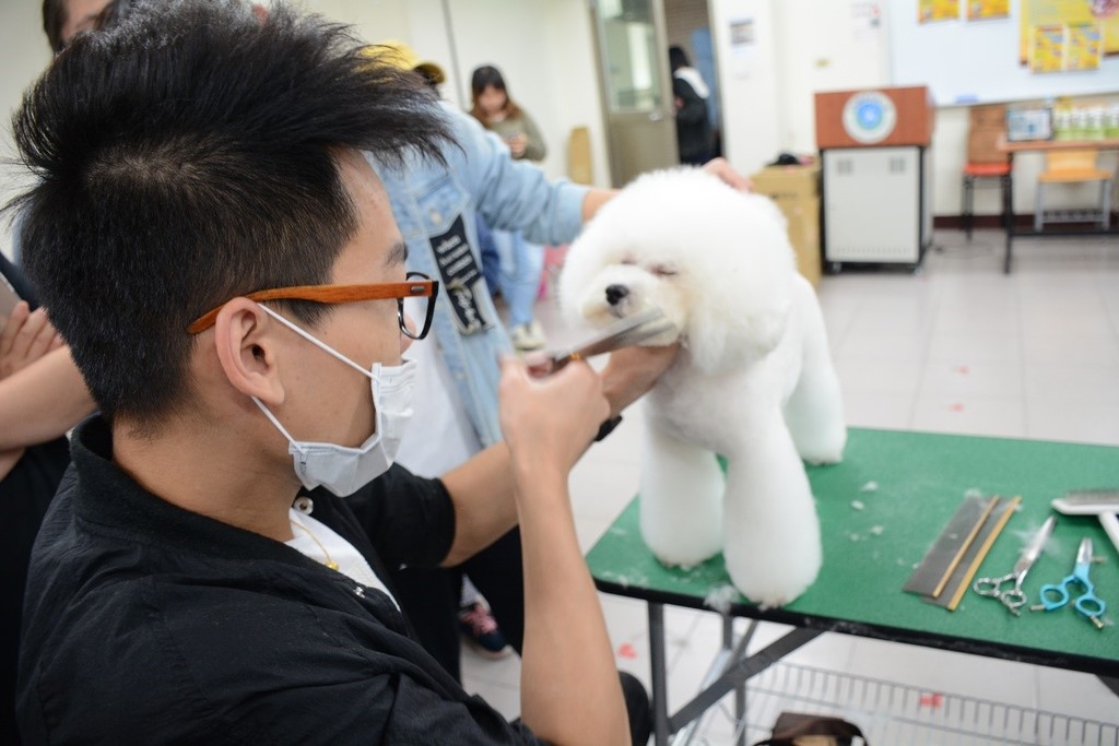 馬灿永老師示範犬隻臉部造型剪毛技巧