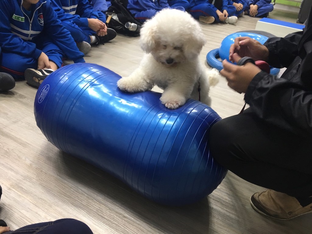 參訪學生引導狗狗站上瑜珈球，訓練毛小孩肌肉強度，達到運動及復健的功效
