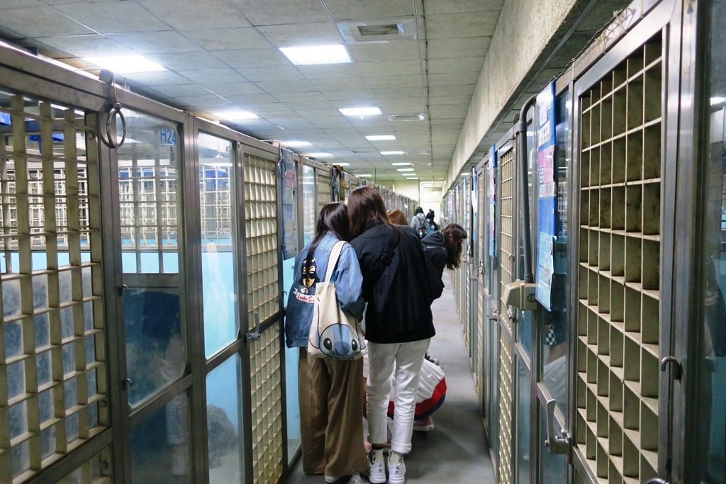 元培學生至台北動物之家參觀成犬區圖片