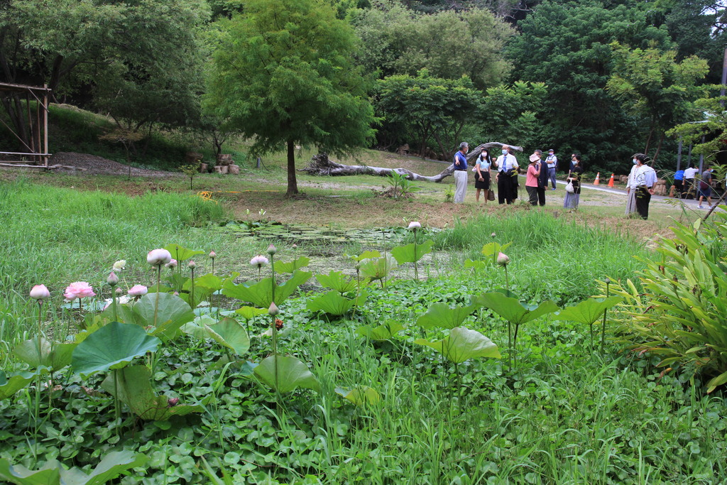 元培校園也有莫內花園，是推廣茶陶藝術養生新景點