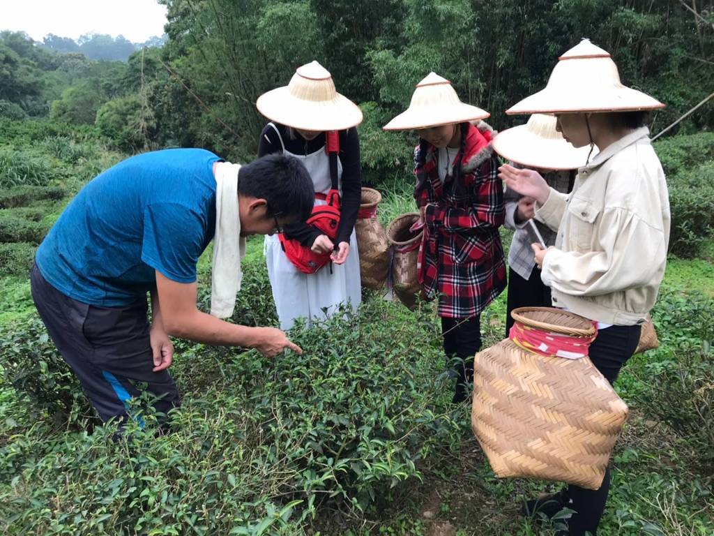 體驗採茶過程可以更認識茶