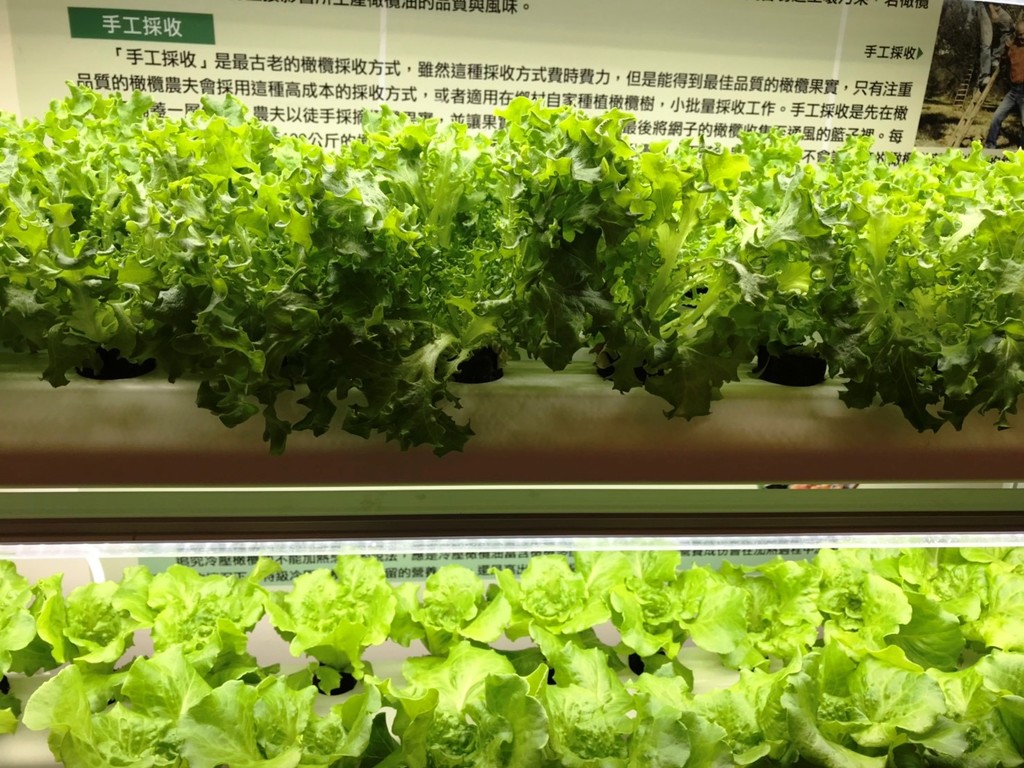 元培餐管系經營的實習餐廳菊軒廳所種植的水耕蔬菜