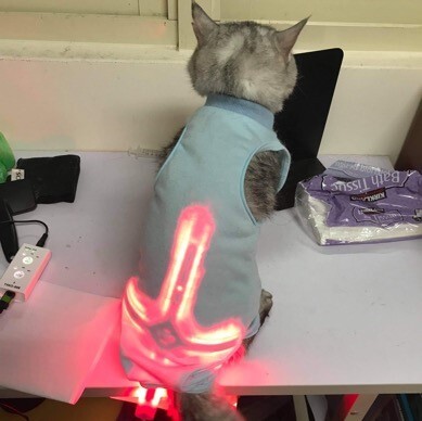 貓咪使用經絡光療衣可以舒緩關節的疼痛