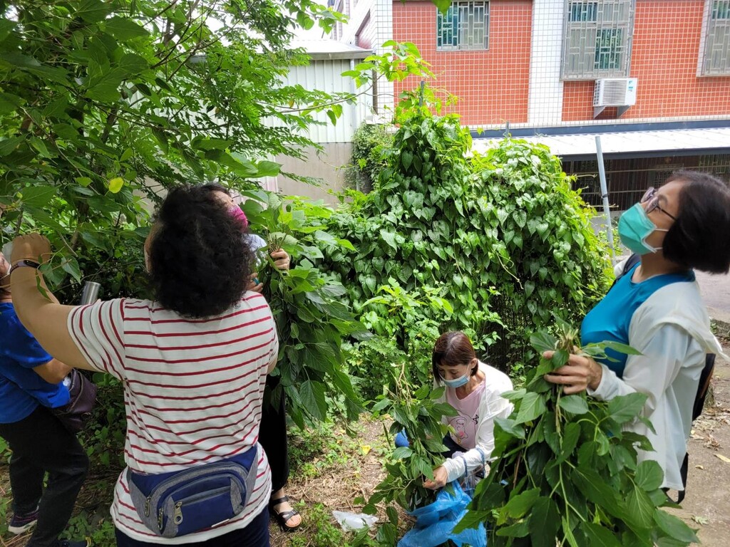 元培護理系師生帶新住民認識桑葉,採集桑葉製作養生茶